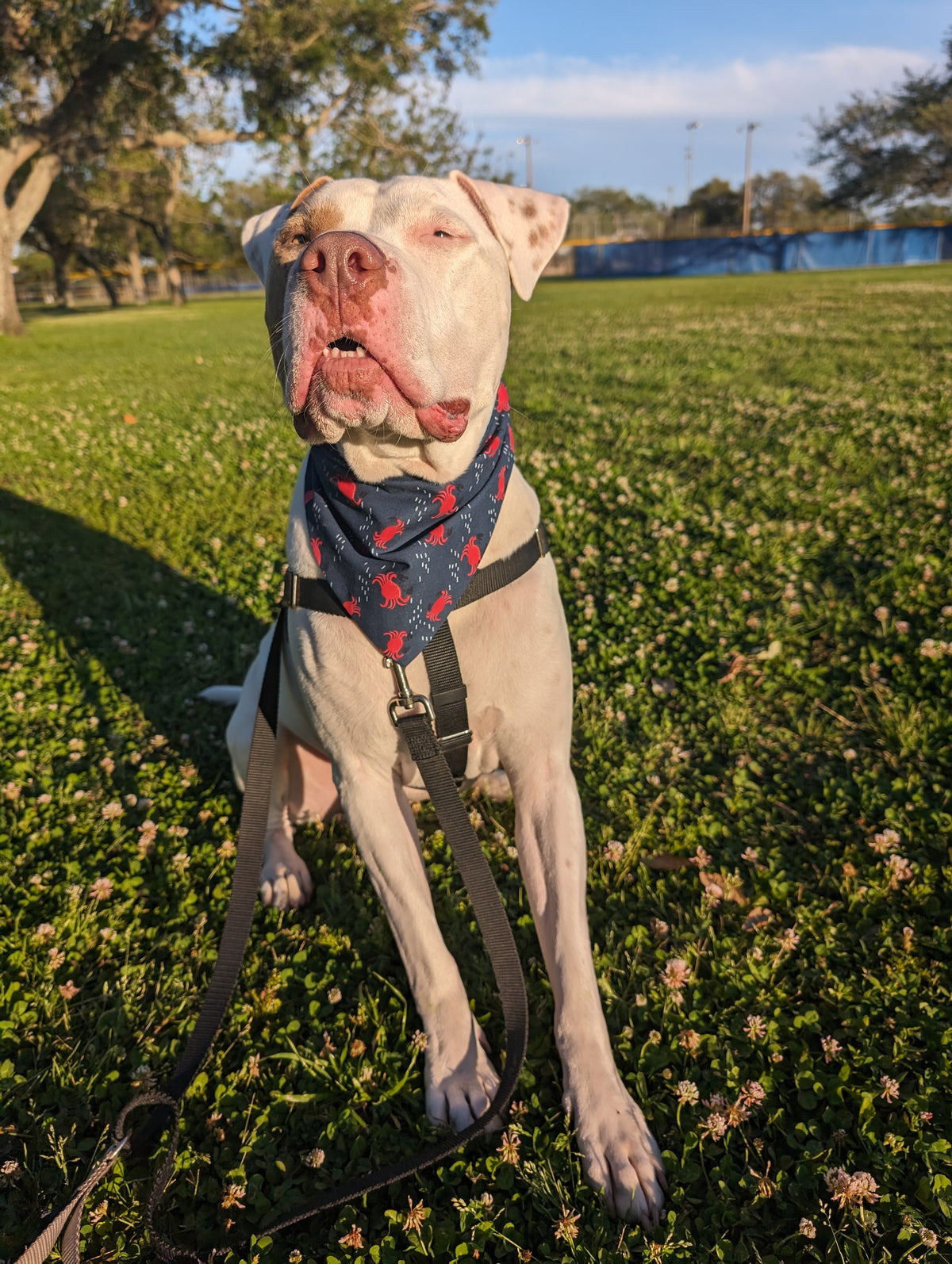 White dog in a grassy field, wearing a bandana that has ocean crabs.