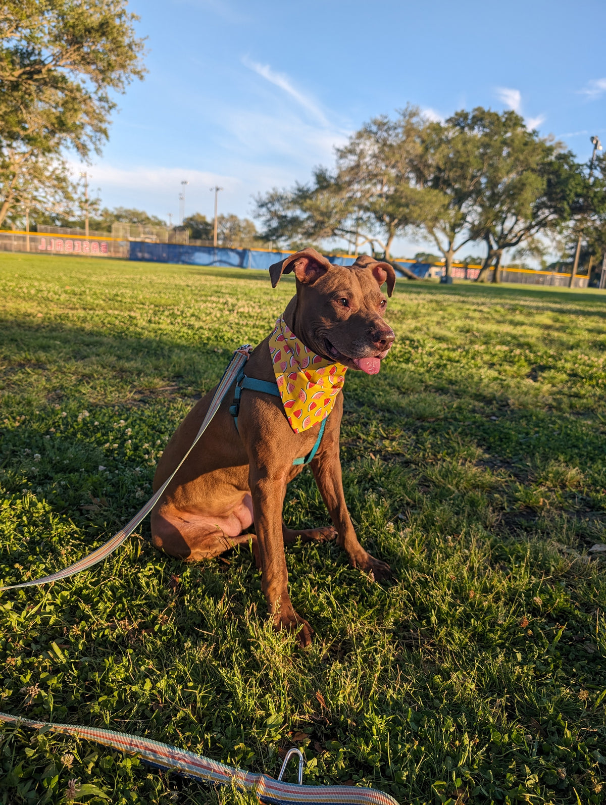 Brown dog sitting on a grassy field with a yellow bandana that has cute watermelons on it. The dog is happy and smiling.