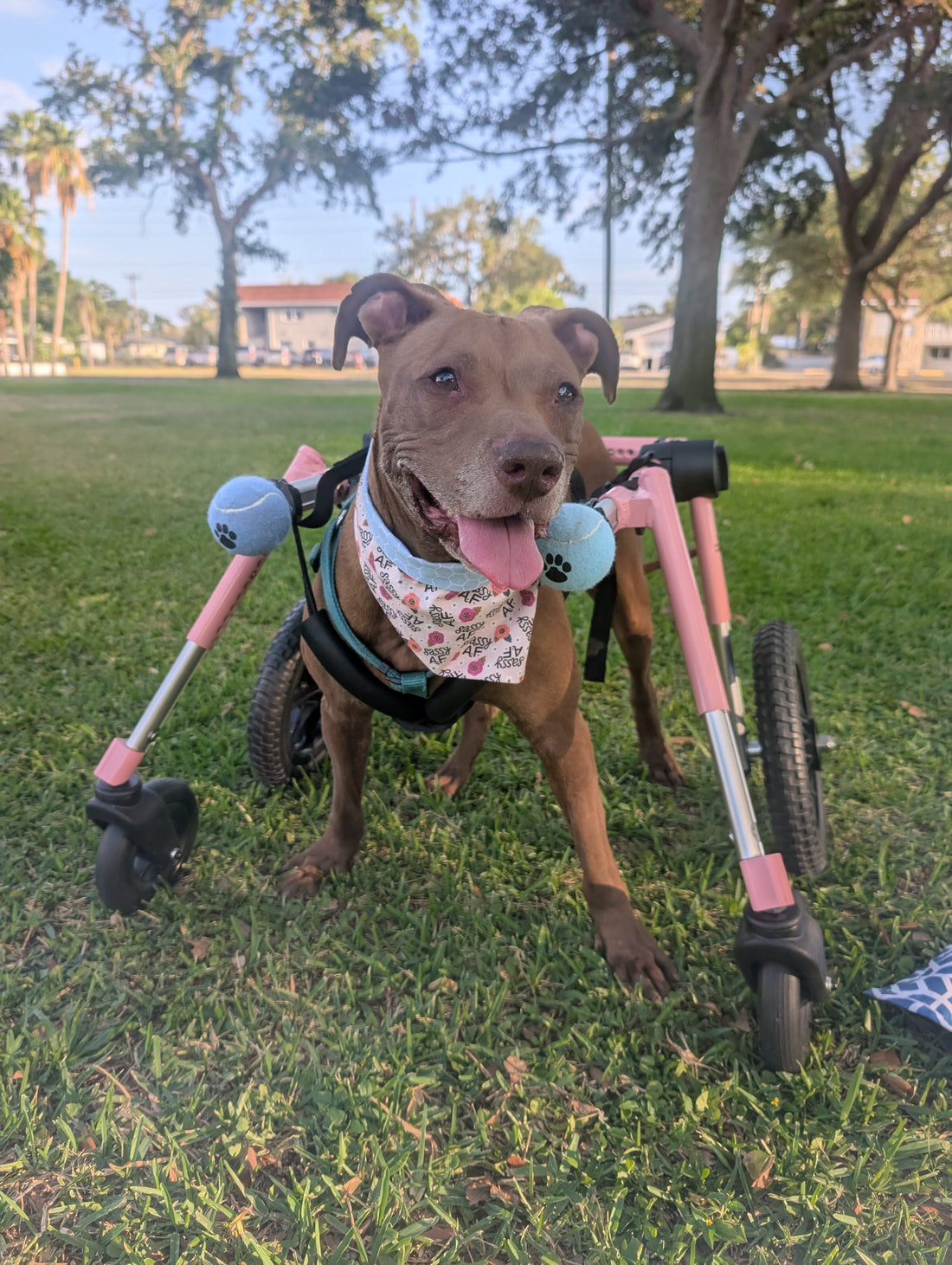 Nala's Story: A Little Different, Still Unstoppable