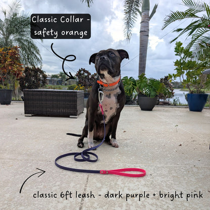 Dog wearing a safety orange collar and dark purple + bright pink leash on a patio with plants and water in the background. 
