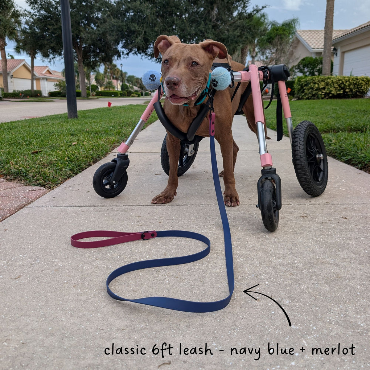 Brown dog in a pink wheelchair with a two tone rescue and roam brand biothane leash in navy blue and merlot. 