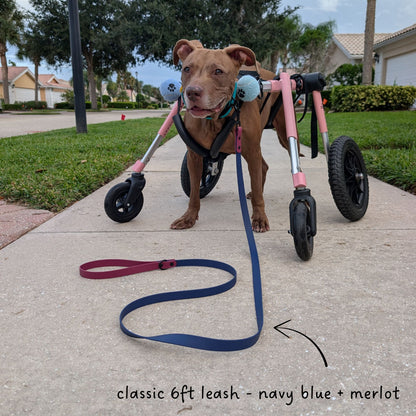 Brown dog in a pink wheelchair with a two tone rescue and roam brand biothane leash in navy blue and merlot. 