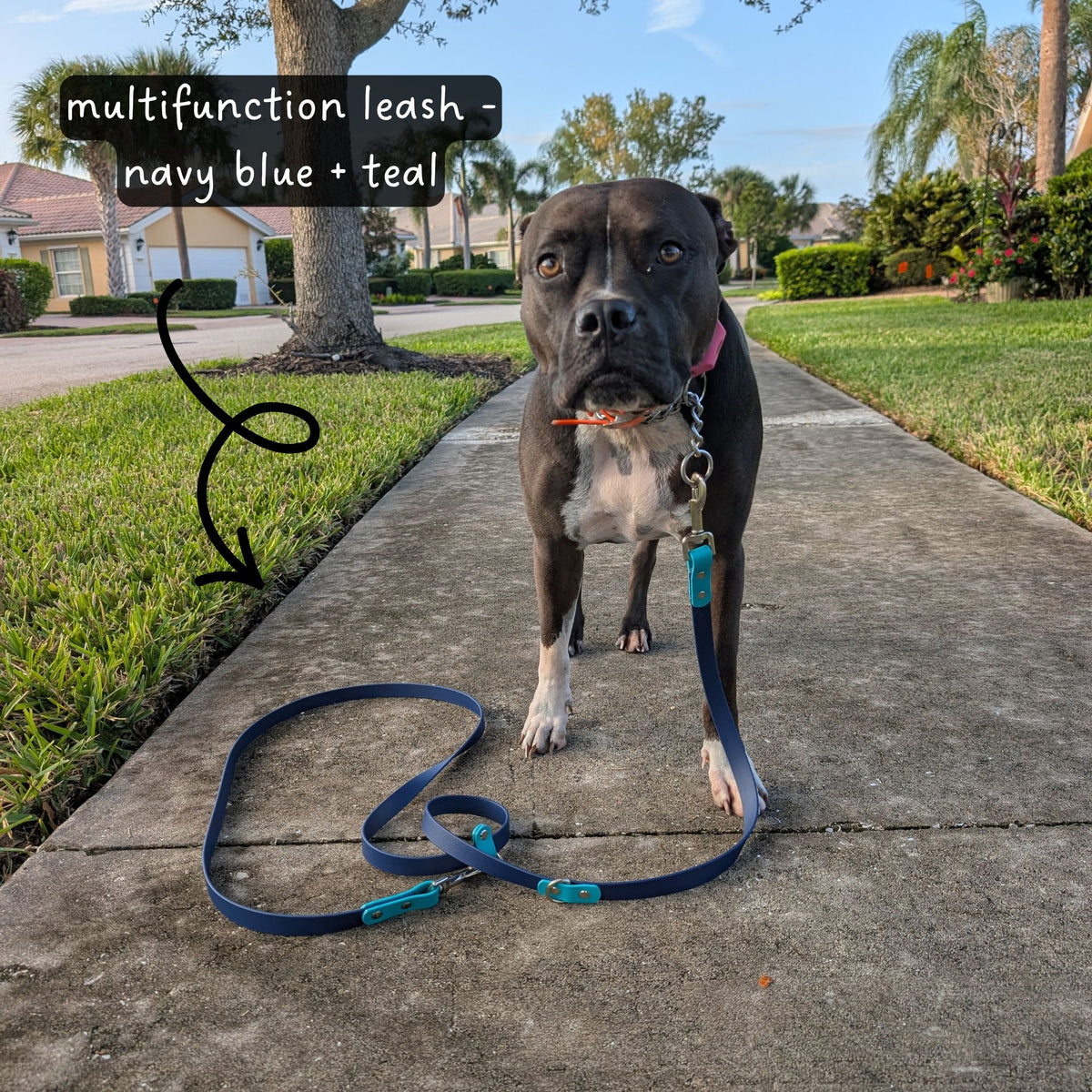 Black dog on a sidewalk with a multifunctional biothane leash in navy blue and teal, labeled 'multifunctional leash - navy blue + teal'.