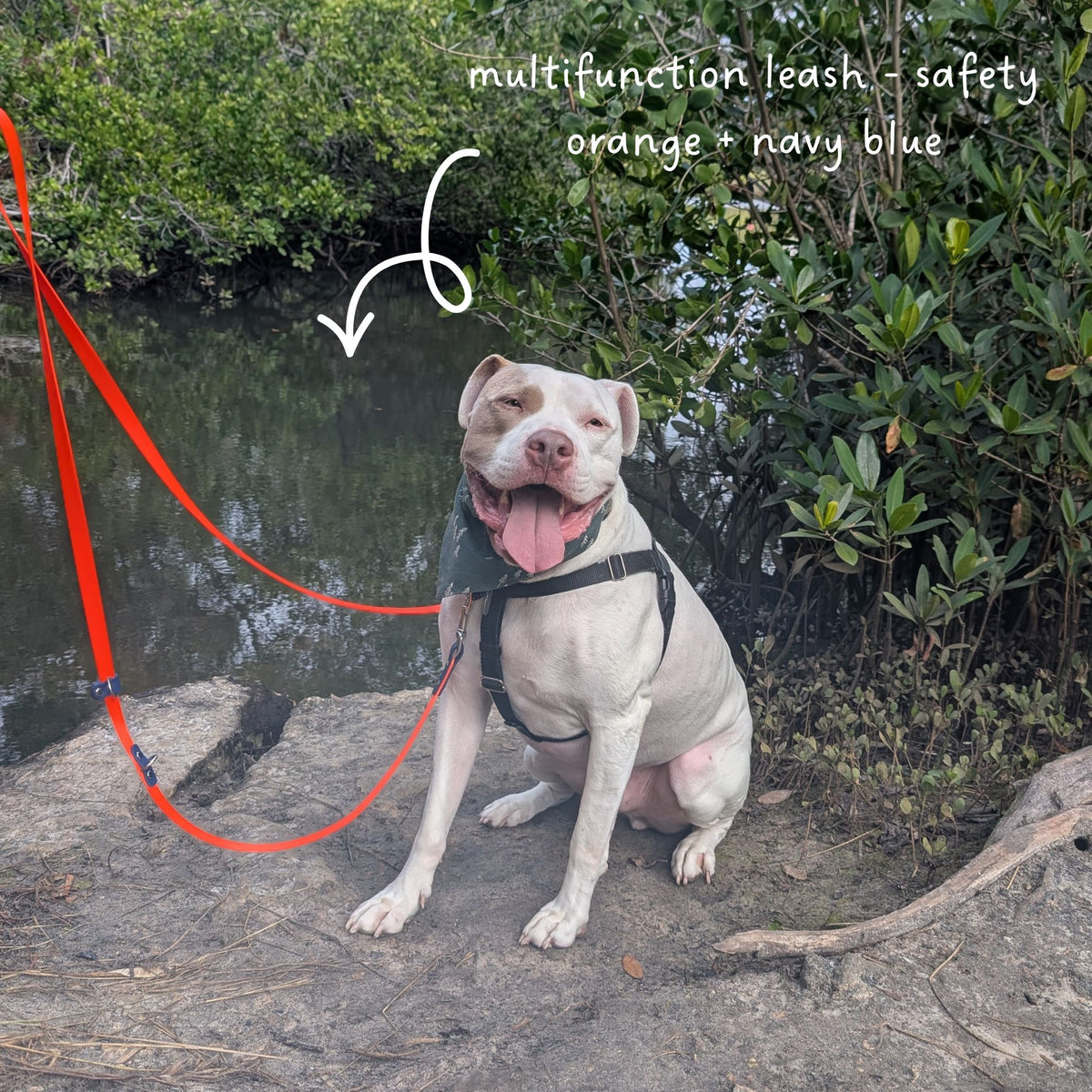 Smiling dog sitting on a rock by a body of water with a bright orange leash, surrounded by greenery. The leash is a biothane multifunction leash being used as a dual training leash