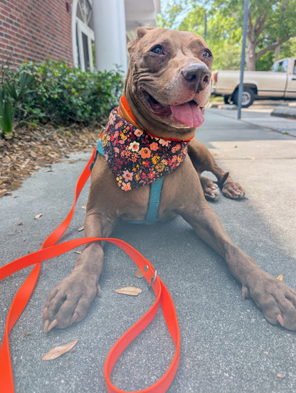 Brown dog wearing a colorful floral bandana by Love Nala Boutique and a bright orange waterproof BioThane leash by Rescue & Roam