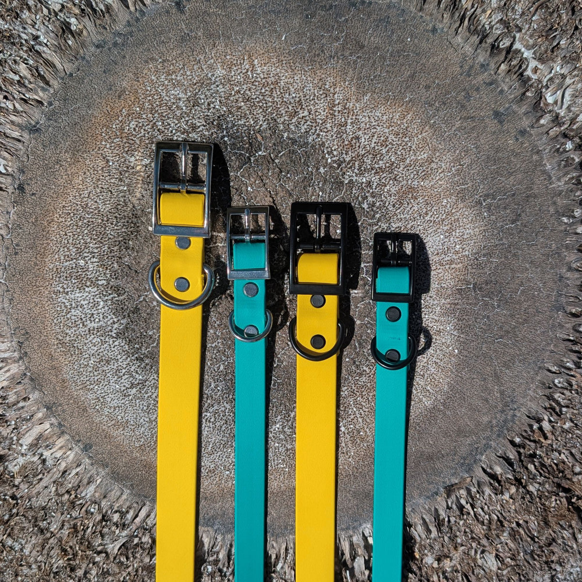 Four dog collars in yellow and teal laying flat on a palm tree stump. They have both black and silver hardware options shown